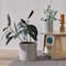 Hello Honey® 26" Bohemian Wood Coffee Table with Woven Cane Sides